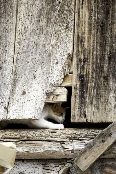 Koty Porzucone Ulicy Znęcanie Się Nad Zwierzętami Samotność — Zdjęcie stockowe