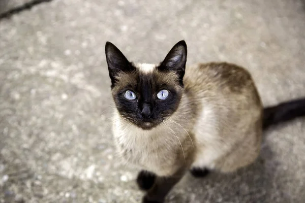 暹罗猫在街上 家养动物 自由哺乳动物 — 图库照片