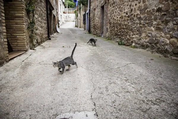 Macskák Elhagyatva Utcán Állatkínzás Magány — Stock Fotó