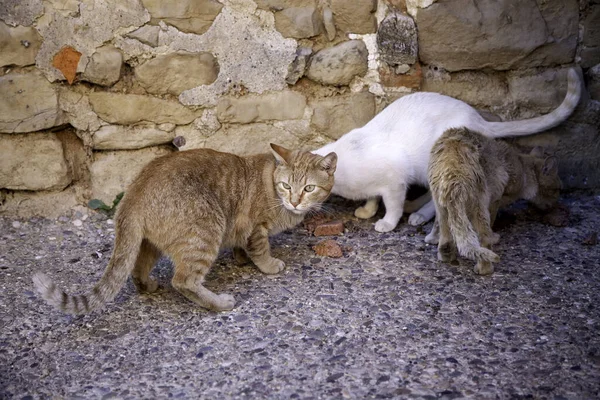 Kóbor Macskák Eszik Utcán Részlet Elhagyott Állatok — Stock Fotó