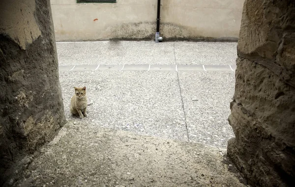 Obdachlose Straßenkatzen Freie Haustiere Säugetiere — Stockfoto