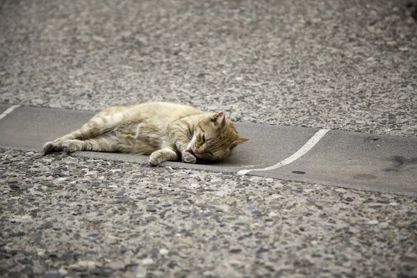 Homeless Street Cats Free Domestic Animals Mammals — Stock Photo, Image