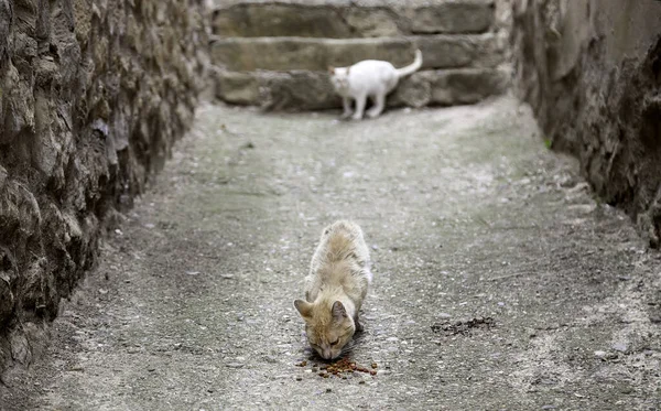 Stray cats eating in the street, detail of abandoned animals