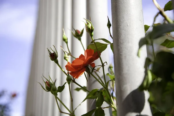 Roses House Fence Flowers Buds Garden — Stock Photo, Image