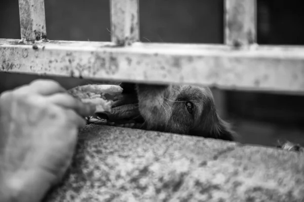 Cani Abbandonati Nel Canile Alimentazione Animali Mammiferi — Foto Stock