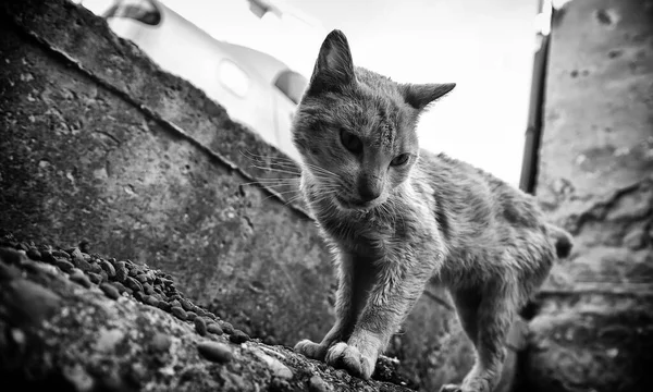 流浪猫在街上吃饭 被遗弃动物的详细情况 — 图库照片