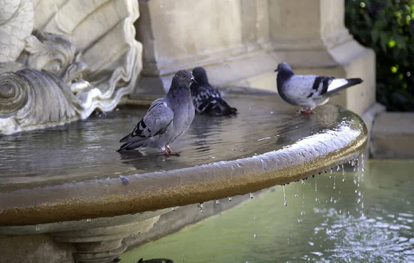 Pigeons in fountain bathing and drinking, animals and birds