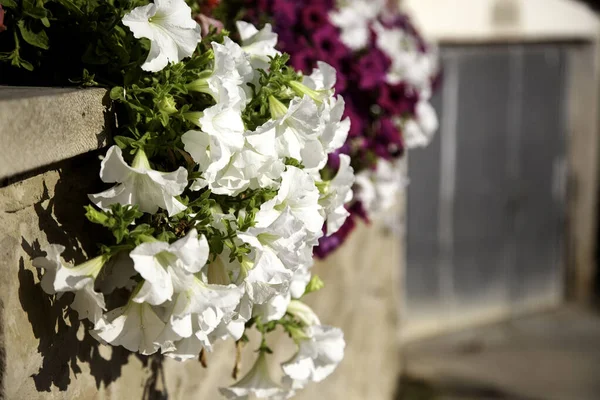 Plantez Des Géraniums Blancs Pot Fleurs Jardin Botanique Nature — Photo