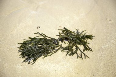 Kumsalda deniz yosunu, süper yiyecek, vegan ve organik, çevre