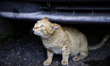 Terk edilmiş sokak kedileri, hayvan istismarı, üzüntü.