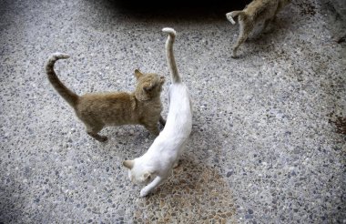 Terk edilmiş kedi, özgür hayvanlar, memeliler, evcil hayvanlar.