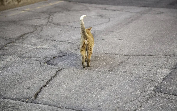 Laranja Gato Tabby Descansando Rua Animais Estimação — Fotografia de Stock