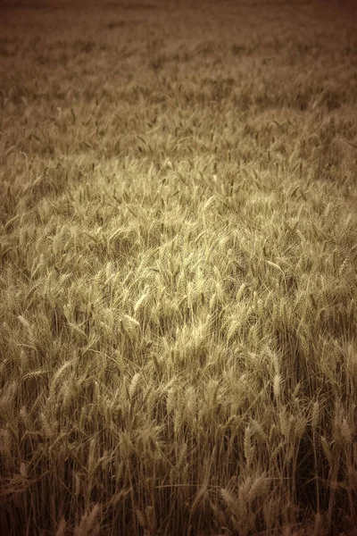 Trigo Campo Detalhe Plantação Cereais — Fotografia de Stock