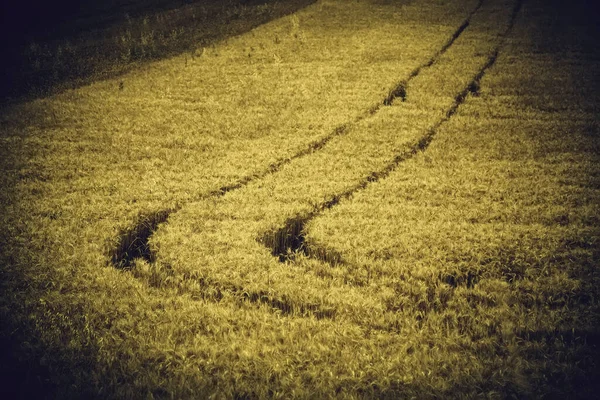 Campo Grano Naturale Agricoltura Raccolta Paesaggio — Foto Stock