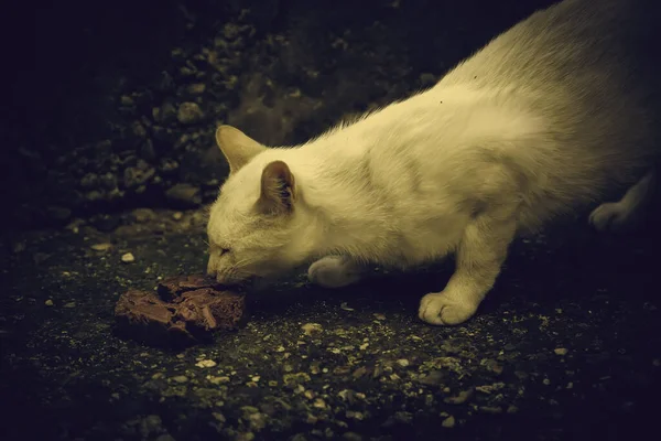 Gatos Rua Abandonados Abuso Animais Tristeza — Fotografia de Stock