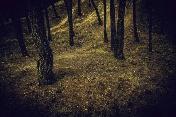 Forêt Avec Arbres Environnement Nature Paysage — Photo