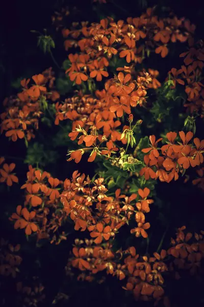 Natuurlijke Rode Geraniums Raam Planten Bloemen — Stockfoto