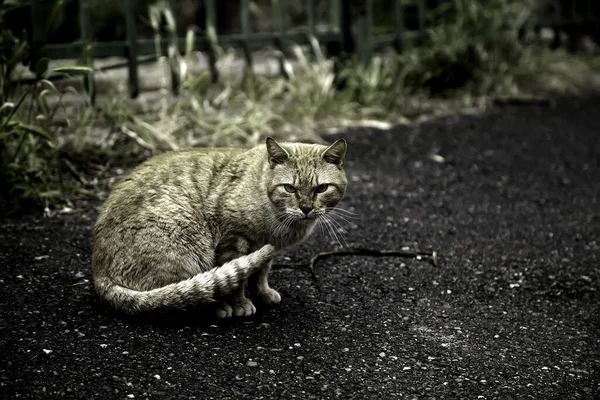 Chat Errant Dans Rue Détail Animal Abandonné — Photo