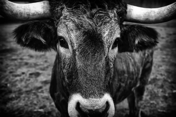 Toro Prados Mamíferos Animales Granja Naturaleza — Foto de Stock