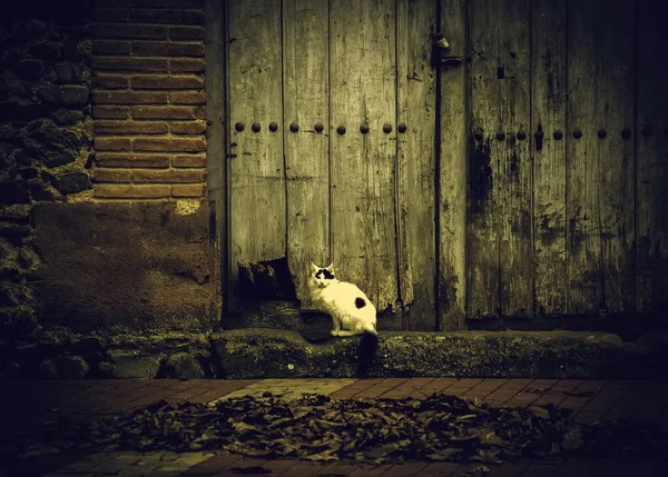 Ditinggalkan Kucing Jalanan Penganiayaan Hewan Kesedihan — Stok Foto
