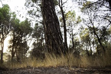 Doğal çam ormanı, manzara ve çevre, iklim değişikliği ve yürüyüş