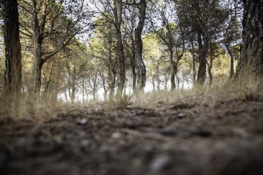 Doğal çam ormanı, manzara ve çevre, iklim değişikliği ve yürüyüş