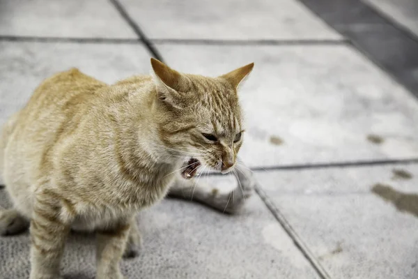 Tabby cat angry and attacking in street, stray domestic animals
