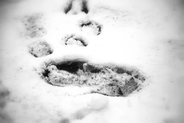 Fußabdrücke Verschneiten Gelände Dezember Und Weihnachten — Stockfoto