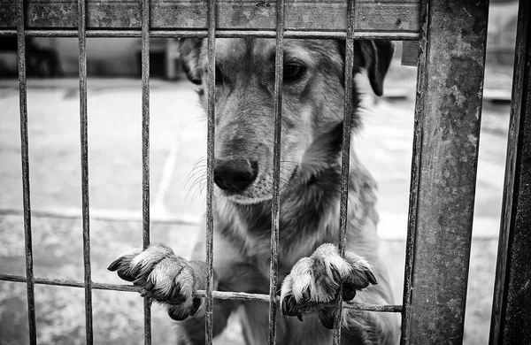 Hund Geschlossenen Zwinger Ausgesetzte Tiere Misshandlungen — Stockfoto