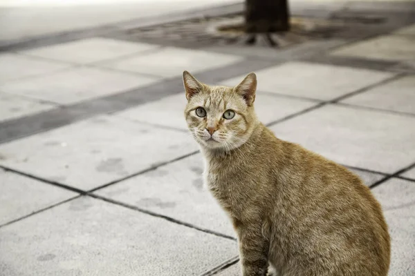 Şehir Caddesinde Dinlenen Turuncu Kedi Vahşi Özgür Hayvanlar Rahatla — Stok fotoğraf