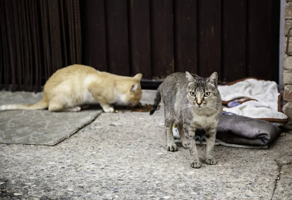 Gatos Callejeros Comiendo Calle Detalle Animales Abandonados — Foto de Stock