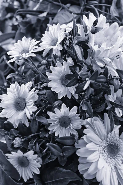 Marguerites Blanches Décorées Bouquets Fleurs Nature — Photo