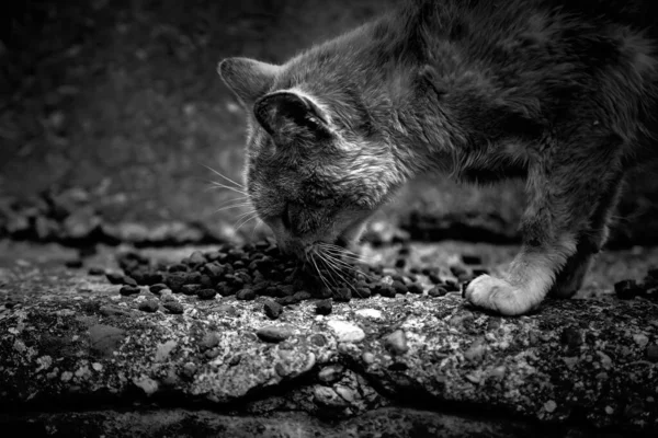 Zbloudilé Kočky Jedí Ulici Detaily Opuštěných Zvířat — Stock fotografie