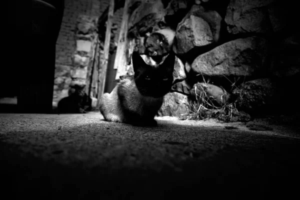 Сиамская Кошка Улице Домашние Животные Бесплатные Млекопитающие — стоковое фото