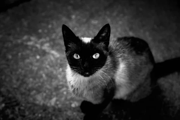 暹罗猫在街上 家养动物 自由哺乳动物 — 图库照片
