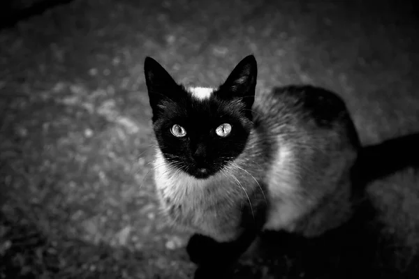 Gato Siamês Rua Animais Domésticos Mamíferos Livres — Fotografia de Stock