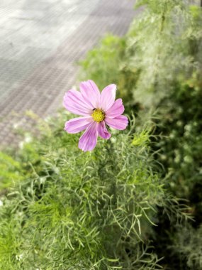 Renkli aromatik çiçeklerin, dekorasyonun ve güzelliğin ayrıntıları