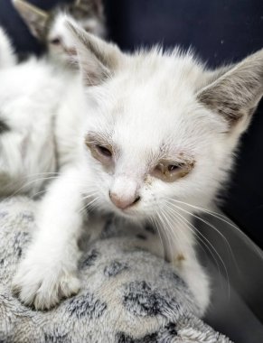 Göz akıntısı ve enfeksiyonu olan hasta kediler, hayvanlar.