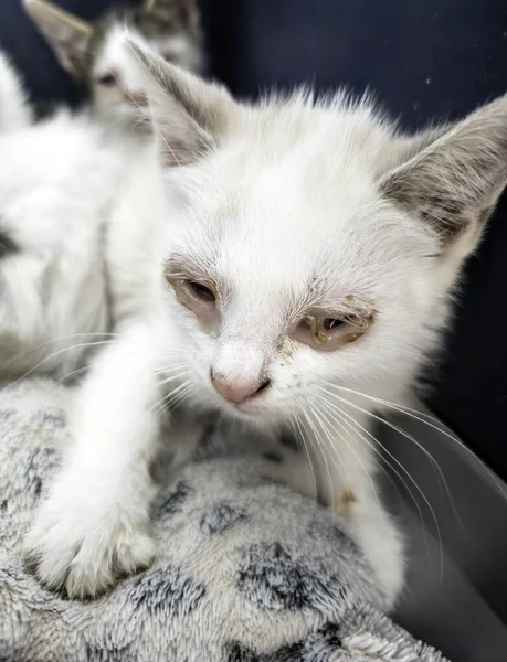 Göz akıntısı ve enfeksiyonu olan hasta kediler, hayvanlar.