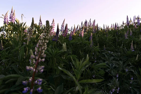 Bir Yaz Akşamında Tarlada Çiçek Açan Lupinler — Stok fotoğraf
