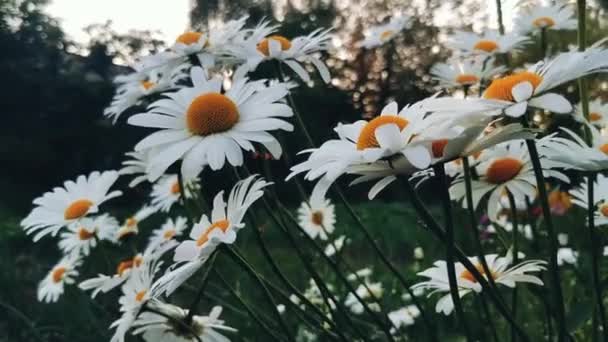 Λευκά Λουλούδια Λικνίζονται Από Τον Άνεμο Στο Χωράφι Βράδυ — Αρχείο Βίντεο