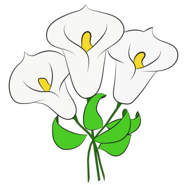 Calla çiçekler, yeşil, aşk, beyaz