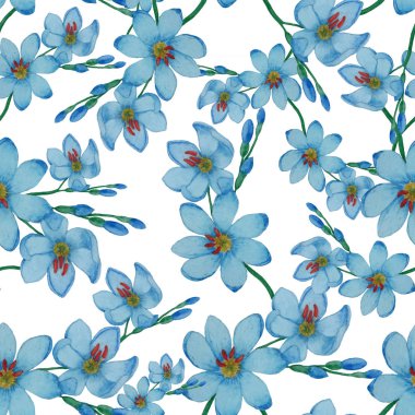 Beyaz arka planda Ixia mavisi