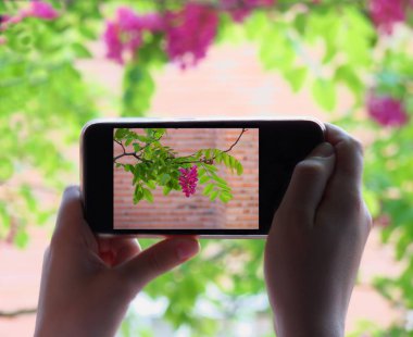 İki el bir cep telefonu bir çiçek fotoğrafı yaparken tutun