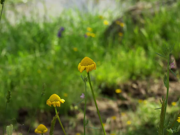 Gelbe Gänseblümchen Auf Dem Feld Gelbe Gänseblümchen Auf Dem Feld — Stockfoto