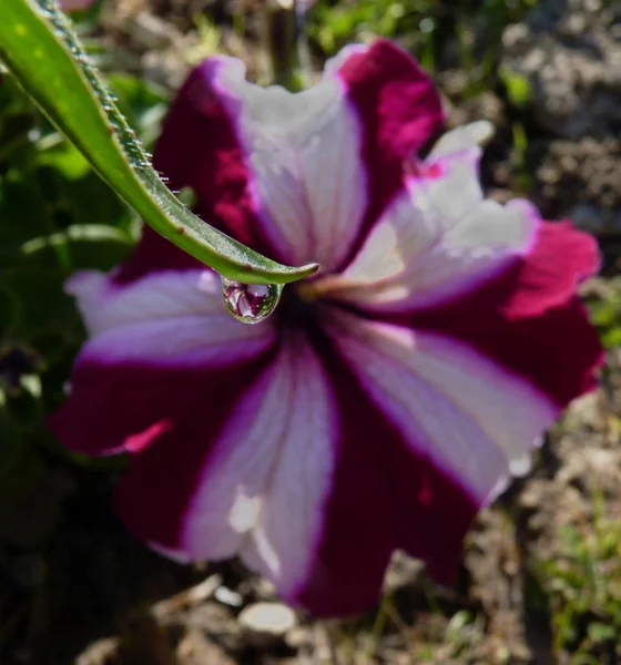 Σταγόνα Βροχής Που Αντανακλούν Ένα Όμορφο Λουλούδι Στον Κήπο Αντανάκλαση — Φωτογραφία Αρχείου