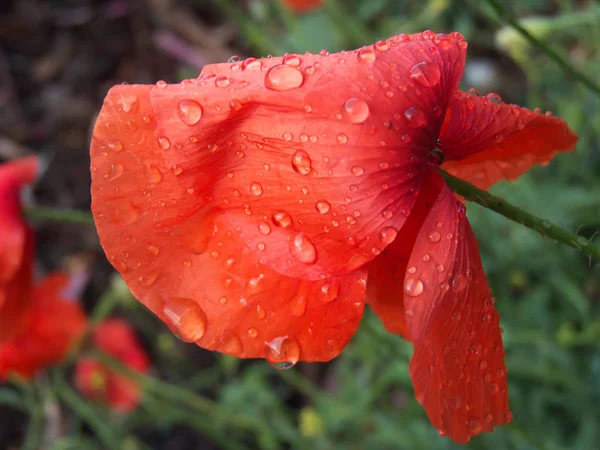 Poppy Dans Champ Avec Des Gouttes Eau Après Pluie — Photo