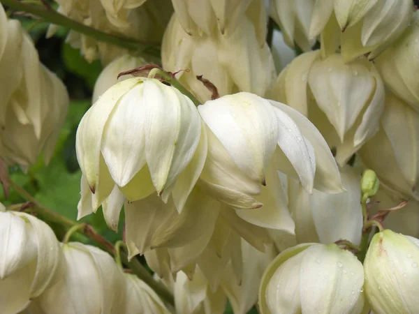 Yucca çiçekler, beyaz çiçek büyüklüğü ile