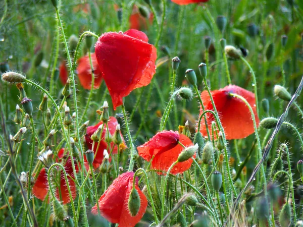 Champ Coquelicots Rouges Après Pluie — Photo