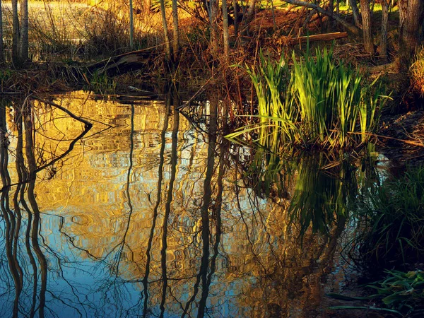 Bäume Herbst Spiegeln Sich Wasserwald Bäume Mit Gelben Blättern — Stockfoto